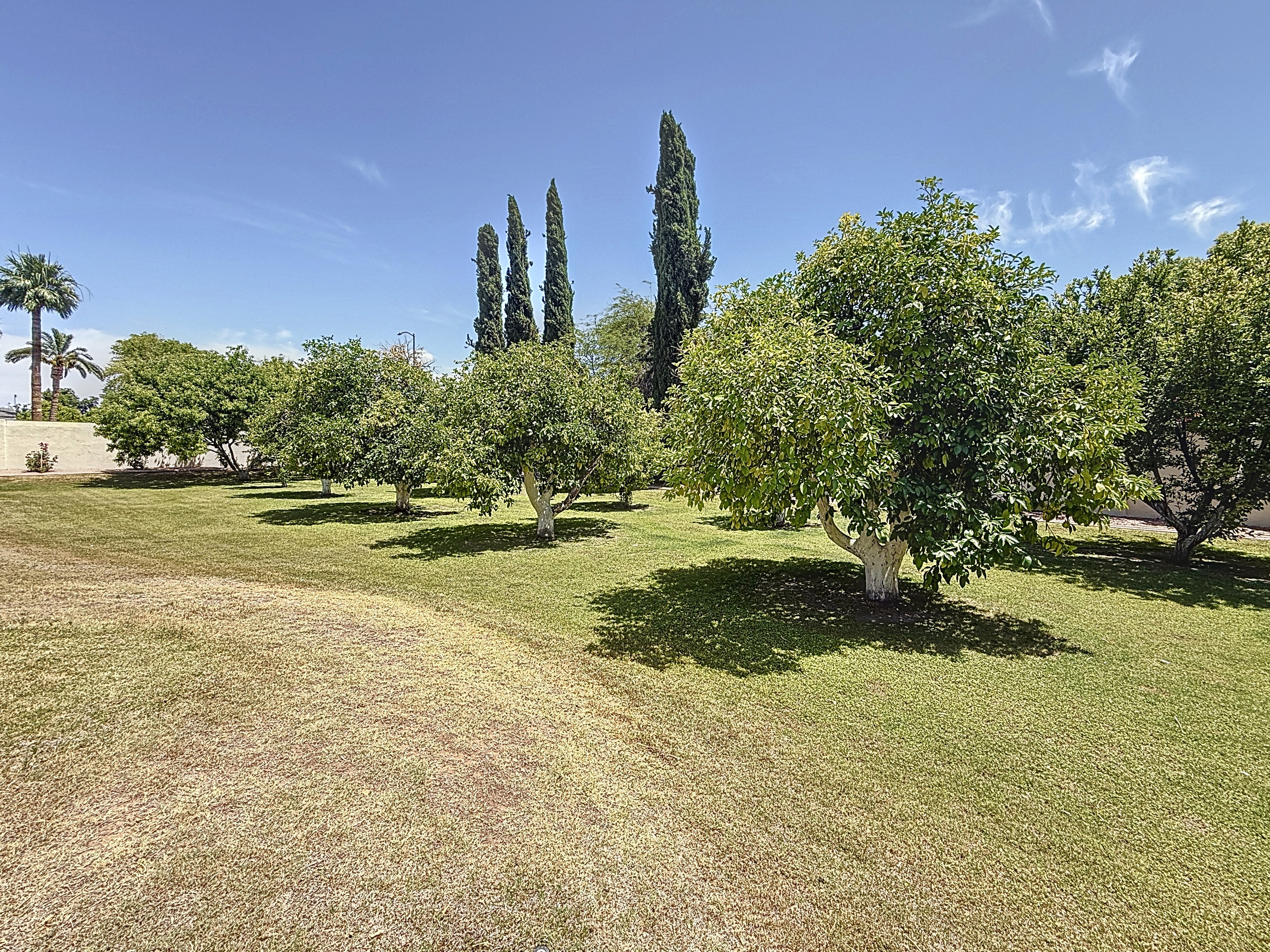 Own Your Own Backyard Citrus Orchard!