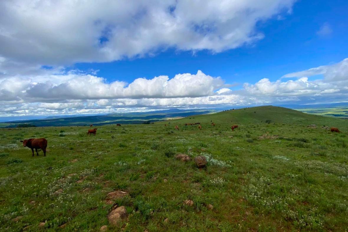 Vryheid/Vryheid Rural/KwaZulu Natal
