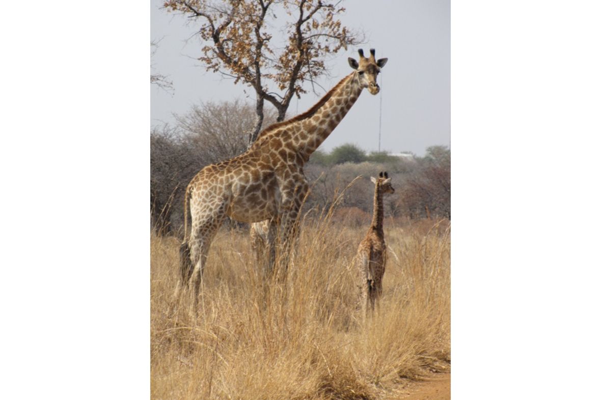Ditholo Wildlife Estate, South Africa