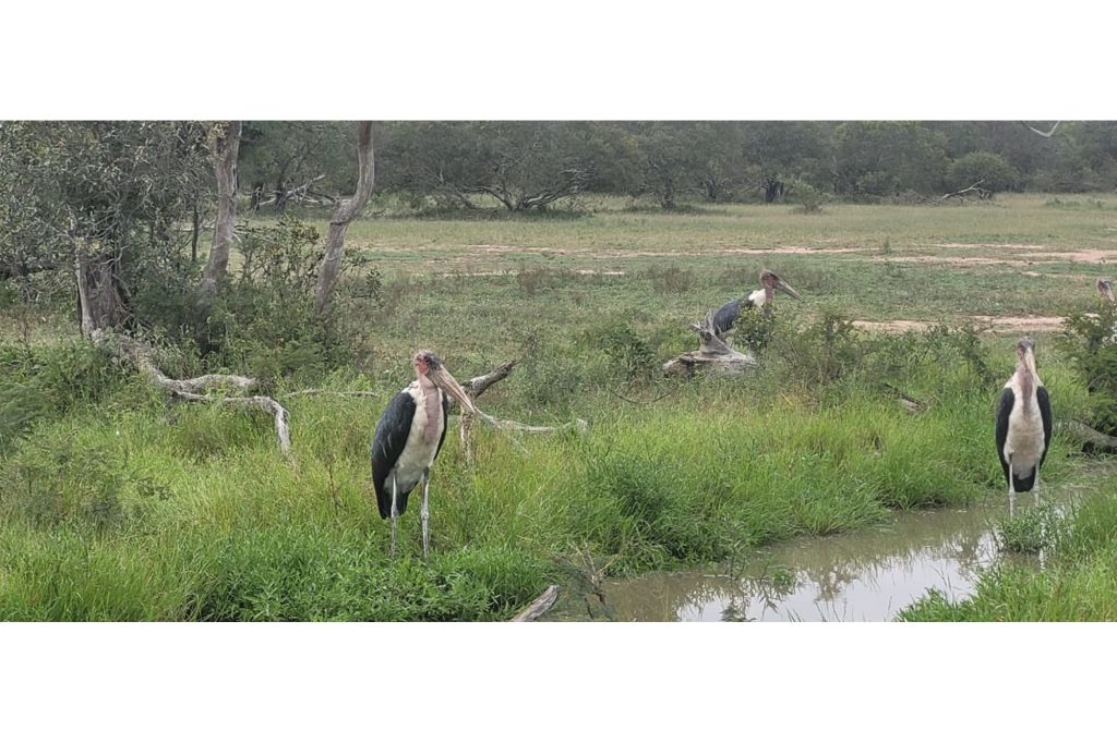 Hoedspruit Moditlo Nature Reserve, Limpopo
