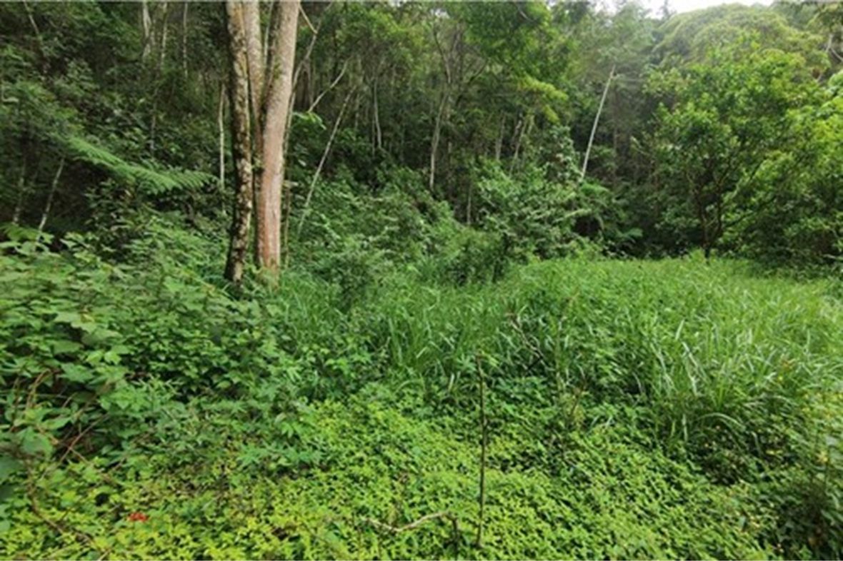 Property in Petropolis