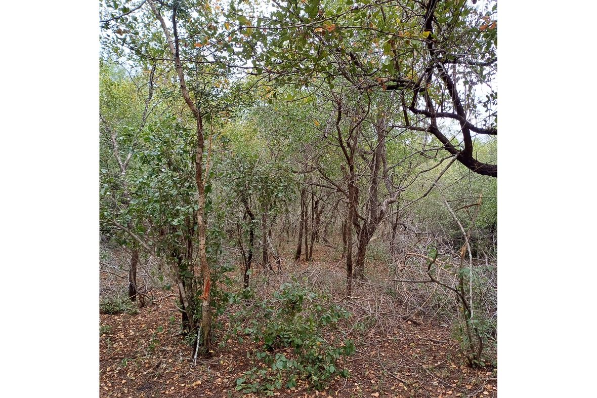 Property in Marloth Park