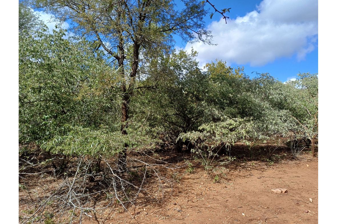 Property in Marloth Park