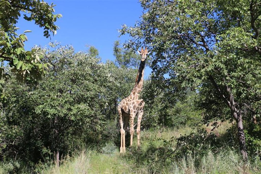 Bela Bela Bela Bela Rural, Limpopo