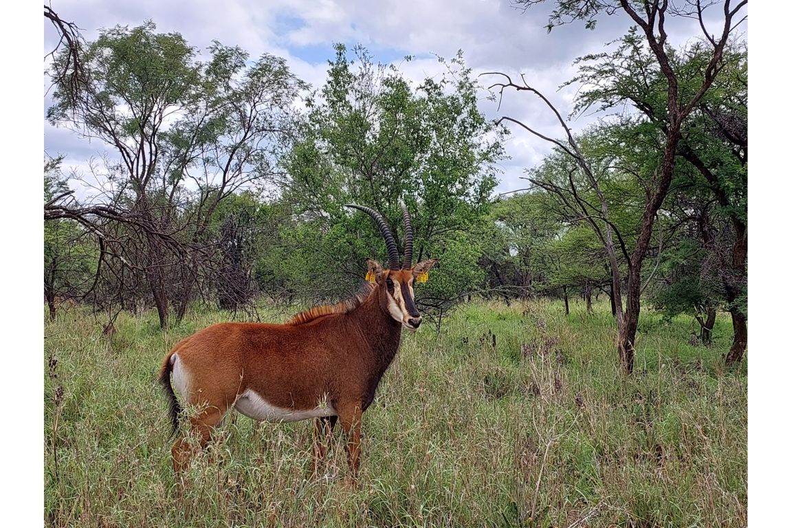 Bela Bela Bela Bela Rural, Limpopo