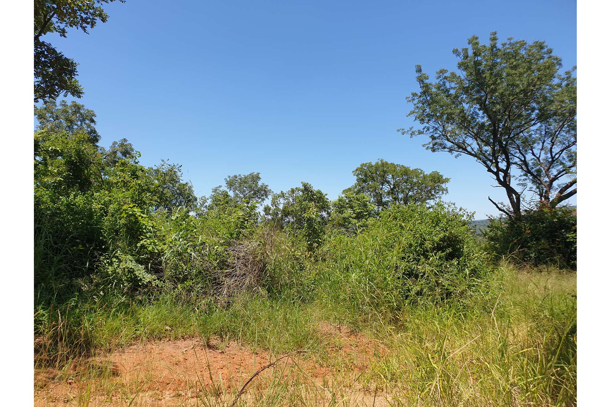 Tzaneen Tarentaalrand, Limpopo